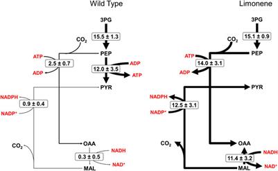 Characterizing Photosynthetic Biofuel Production: Isotopically Non-Stationary 13C Metabolic Flux Analysis on Limonene Producing Synechococcus sp. PCC 7002